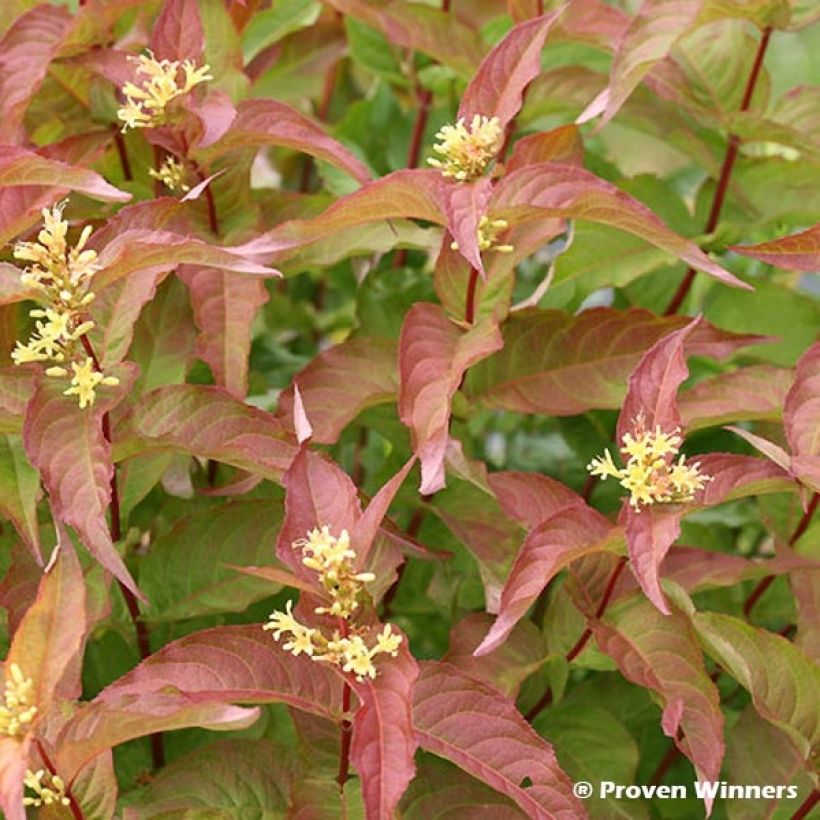 Diervilla Kodiak Red - Buschgeißblatt (Foliage)