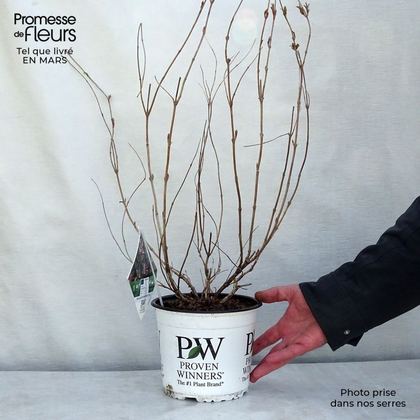 Exemplar von Diervilla Kodiak Red - Buschgeißblatt Topf mit 2L/3L wie im Winter geliefert