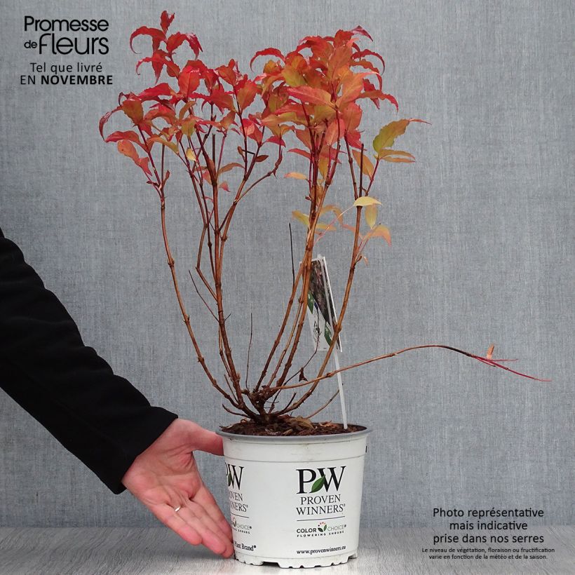 Example of Diervilla Kodiak Red - Buschgeißblatt Topf mit 2L/3L as you get in automne