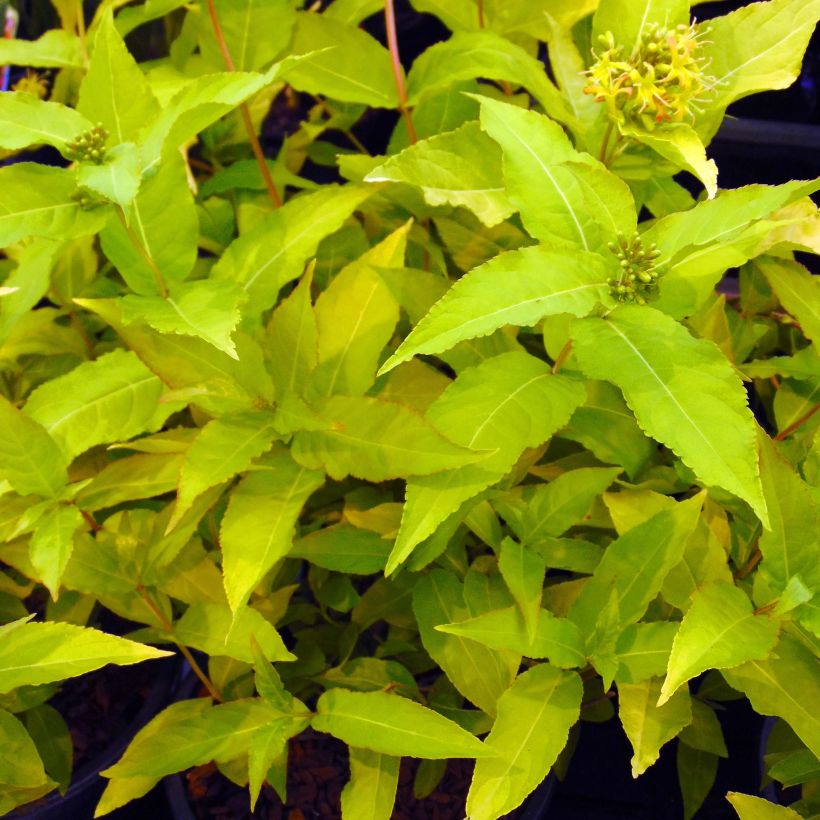 Diervilla rivularis Honeybee - Buschgeißblatt (Foliage)