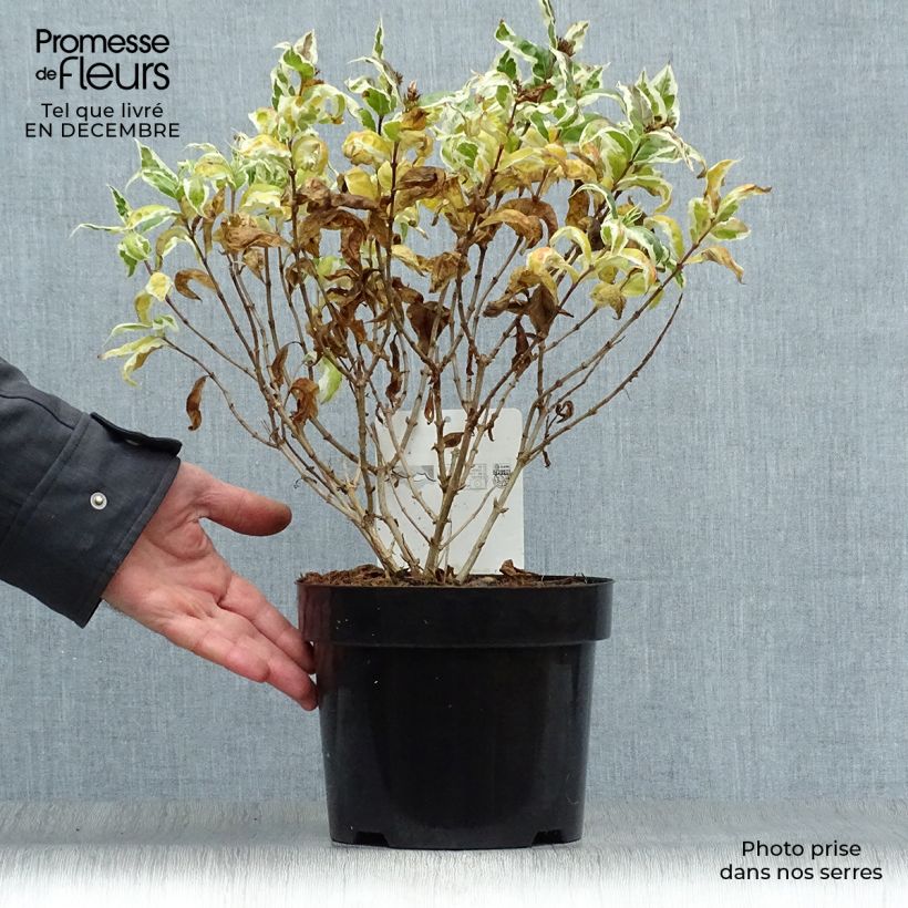 Exemplar von Diervilla sessilifolia Cool Splash - Buschgeißblatt Topf mit 3L/4L wie im Winter geliefert