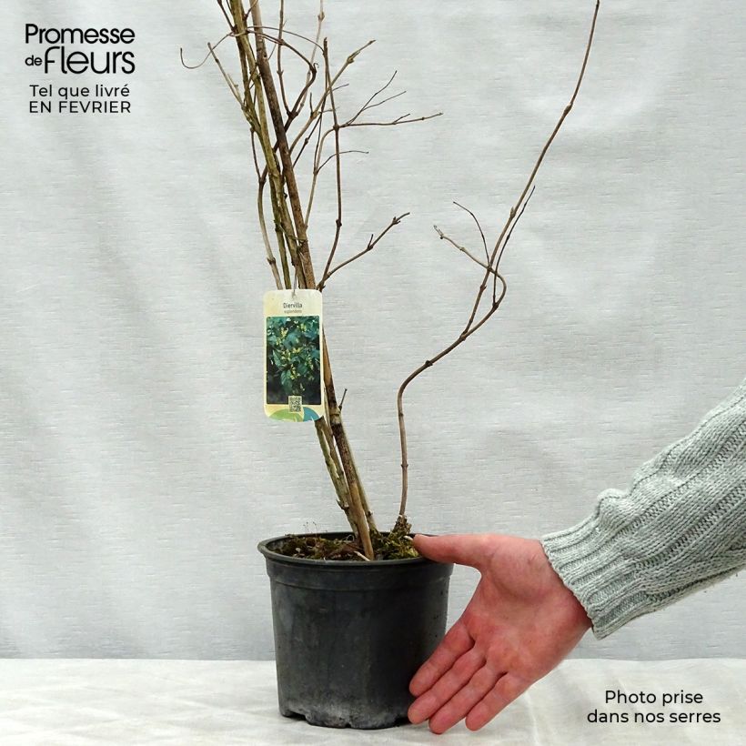 Exemplar von Diervilla splendens - Amerikanische Weigelie Topf mit 2L/3L wie im Winter geliefert