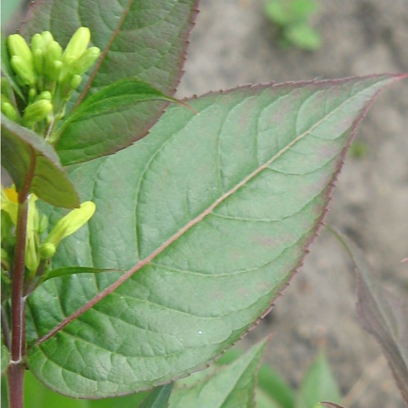 Diervilla splendens - Amerikanische Weigelie (Foliage)