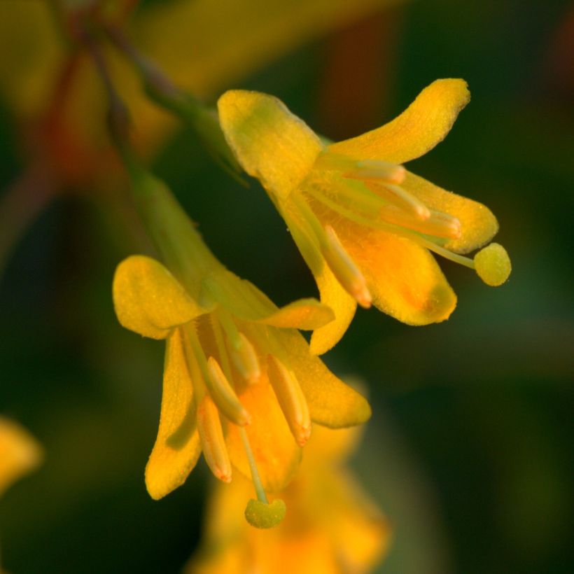 Diervilla splendens - Amerikanische Weigelie (Flowering)
