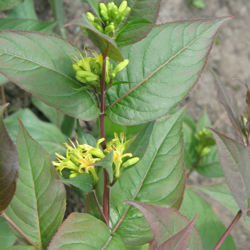 Diervilla splendens - Amerikanische Weigelie (Plant habit)