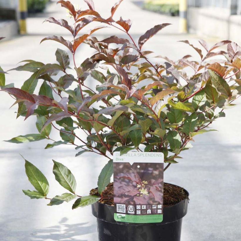 Diervilla splendens Diva - Buschgeißblatt (Plant habit)