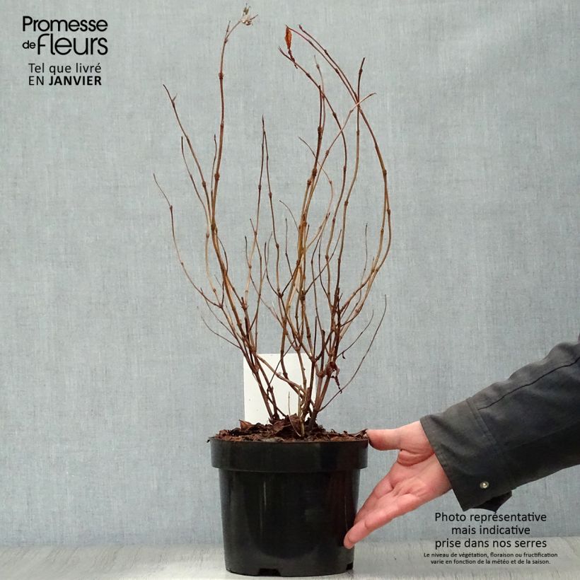 Exemplar von Diervilla splendens Diva - Buschgeißblatt Topf mit 3L/4L wie im Winter geliefert