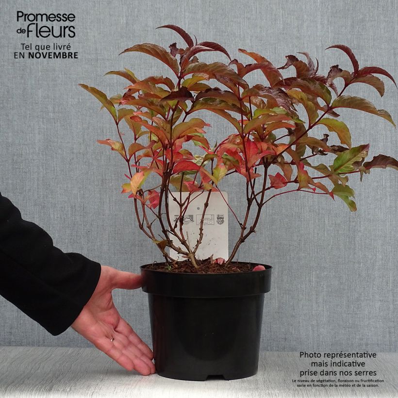 Example of Diervilla splendens Diva - Buschgeißblatt Topf mit 3L/4L as you get in automne