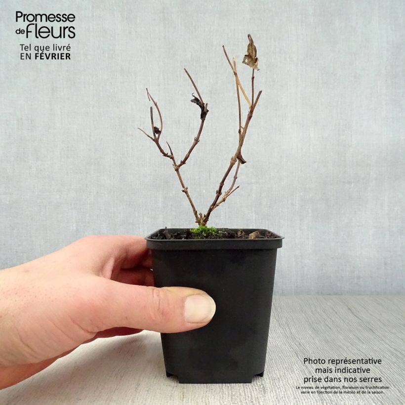 Exemplar von Diervilla splendens - Amerikanische Weigelie Kleine Töpfe von 8/9 cm wie im Winter geliefert