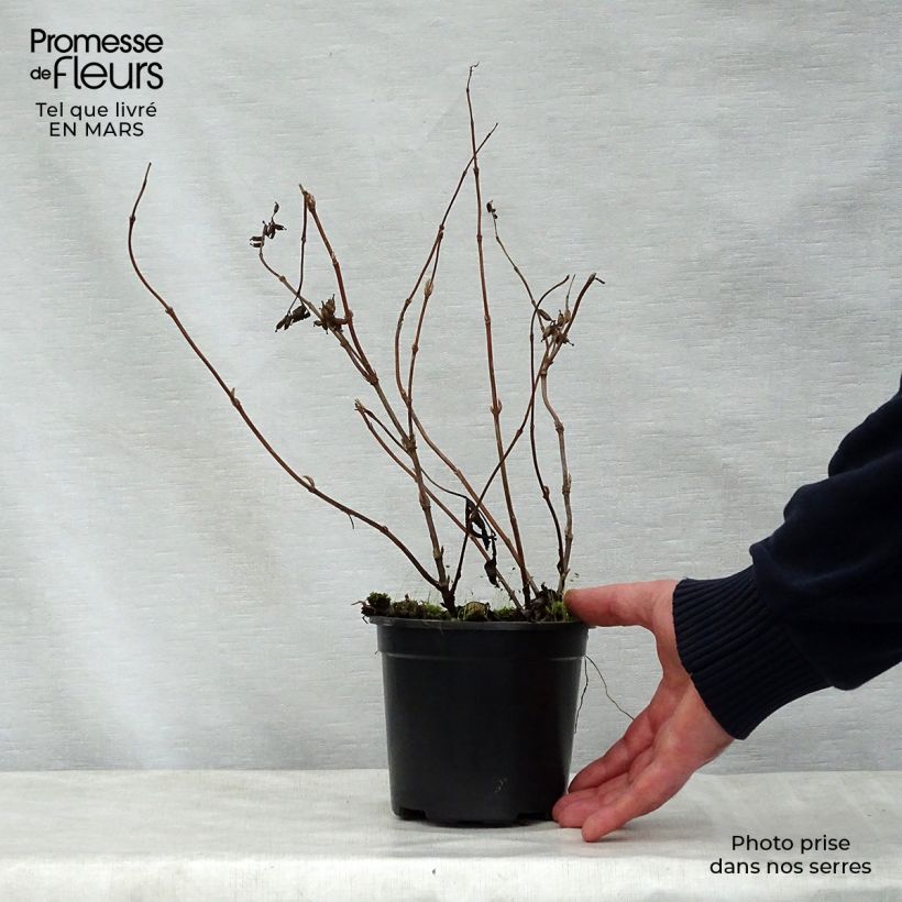 Exemplar von Diervilla splendens - Amerikanische Weigelie Kleine Töpfe von 8/9 cm wie im Frühjahr geliefert