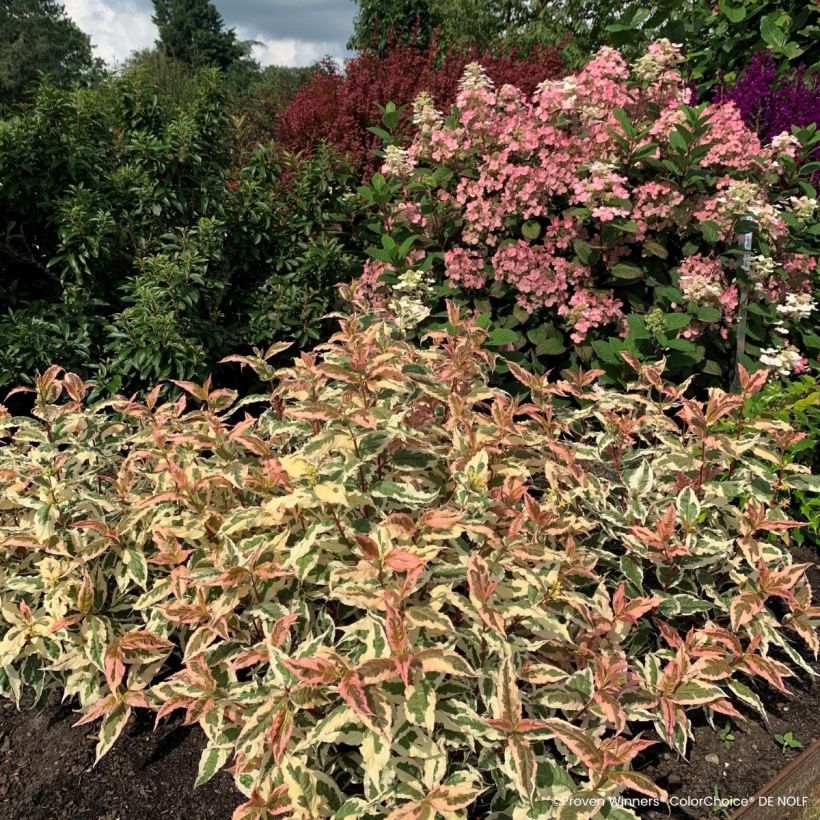 Diervilla Kodiak Mixx - Buschgeißblatt (Hafen)