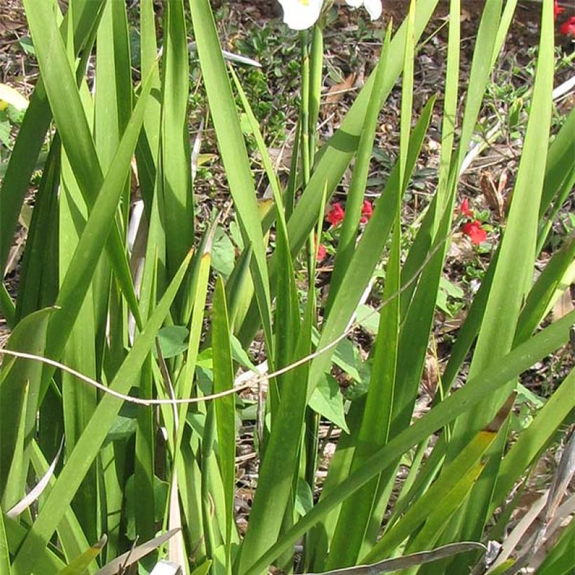 Dietes grandiflora - Dietes (Foliage)