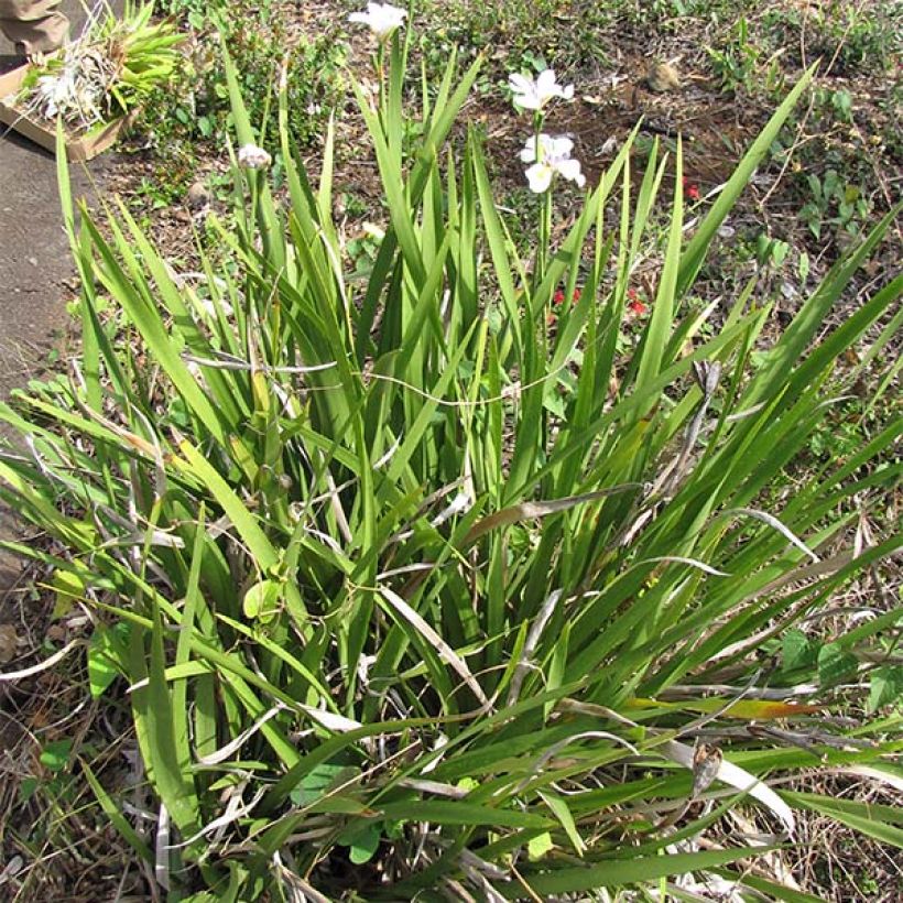 Dietes grandiflora - Dietes (Plant habit)