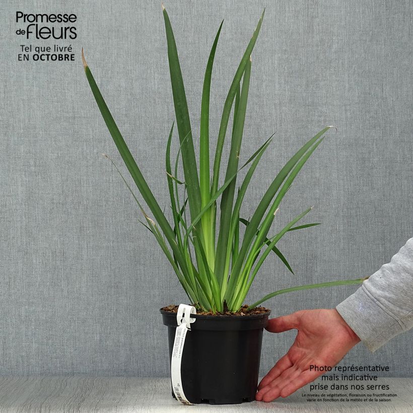 Example of Dietes grandiflora - Dietes Topf mit 2L/3L as you get in automne