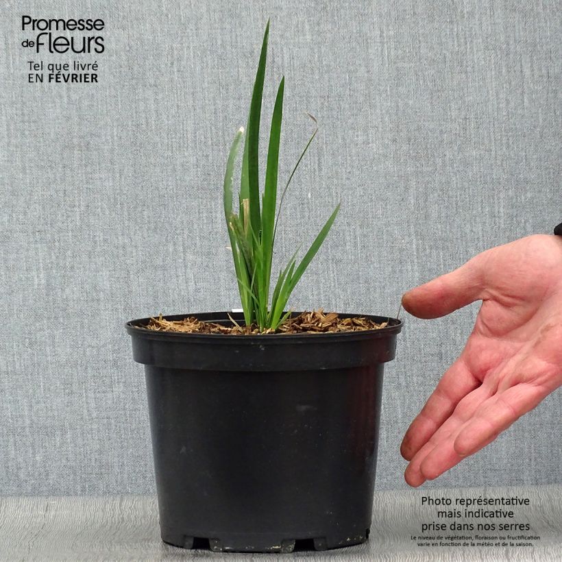 Exemplar von Dietes grandiflora - Dietes Topf mit 2L/3L wie im Winter geliefert