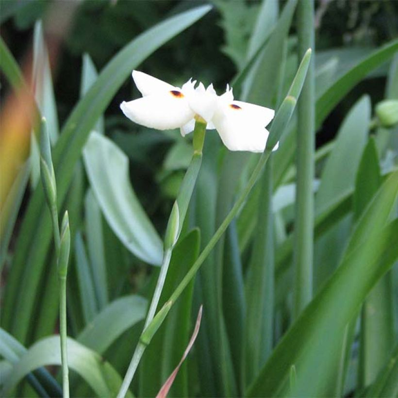 Dietes bicolor - Dietes (Plant habit)