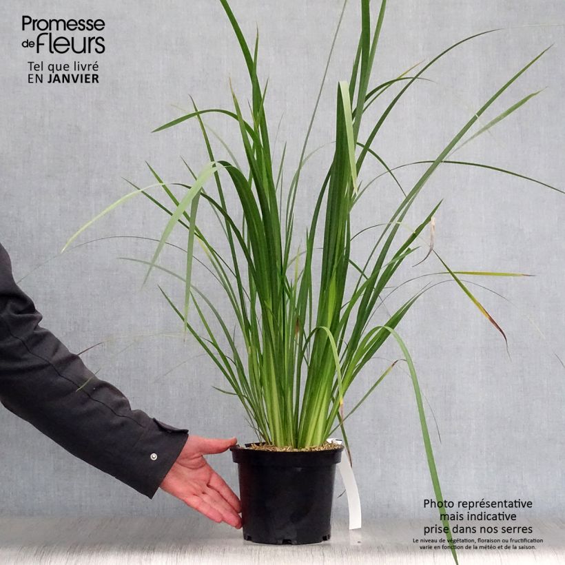 Exemplar von Dietes bicolor - Dietes Topf mit 2L/3L wie im Winter geliefert