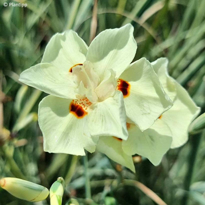 Dietes bicolor Milky Way (Flowering)