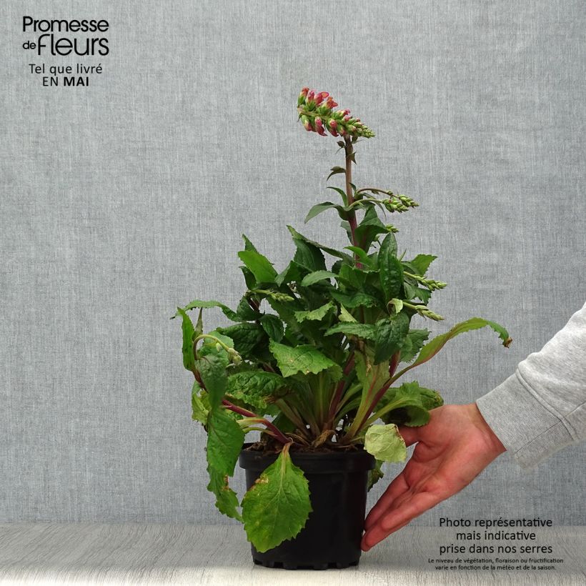 Example of Digitalis Berry Canary - Fingerhut Topf mit 3L/4L as you get in printemps