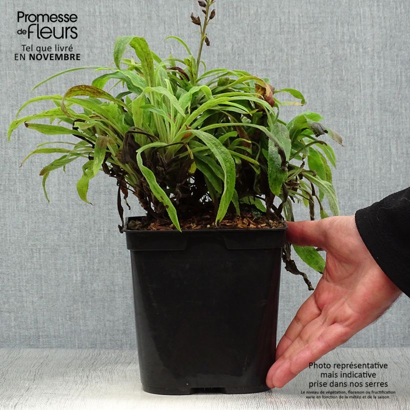 Example of Fingerhut Digiplexis Illumination Raspberry - Digitalis Topf mit 2L/3L as you get in automne