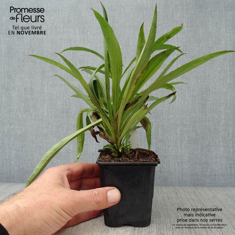 Example of Digitalis Goldcrest - Fingerhut Kleine Töpfe von 8/9 cm as you get in automne
