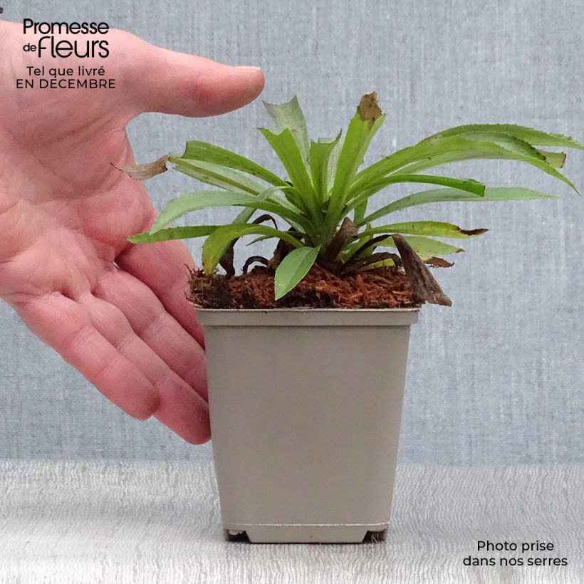 Exemplar von Digitalis Goldcrest - Fingerhut Kleine Töpfe von 8/9 cm wie im Winter geliefert