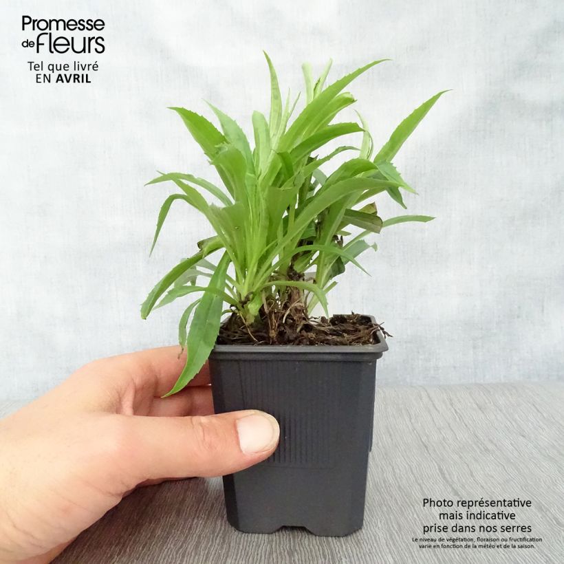 Exemplar von Digitalis Goldcrest - Fingerhut Kleine Töpfe von 8/9 cm wie im Frühjahr geliefert