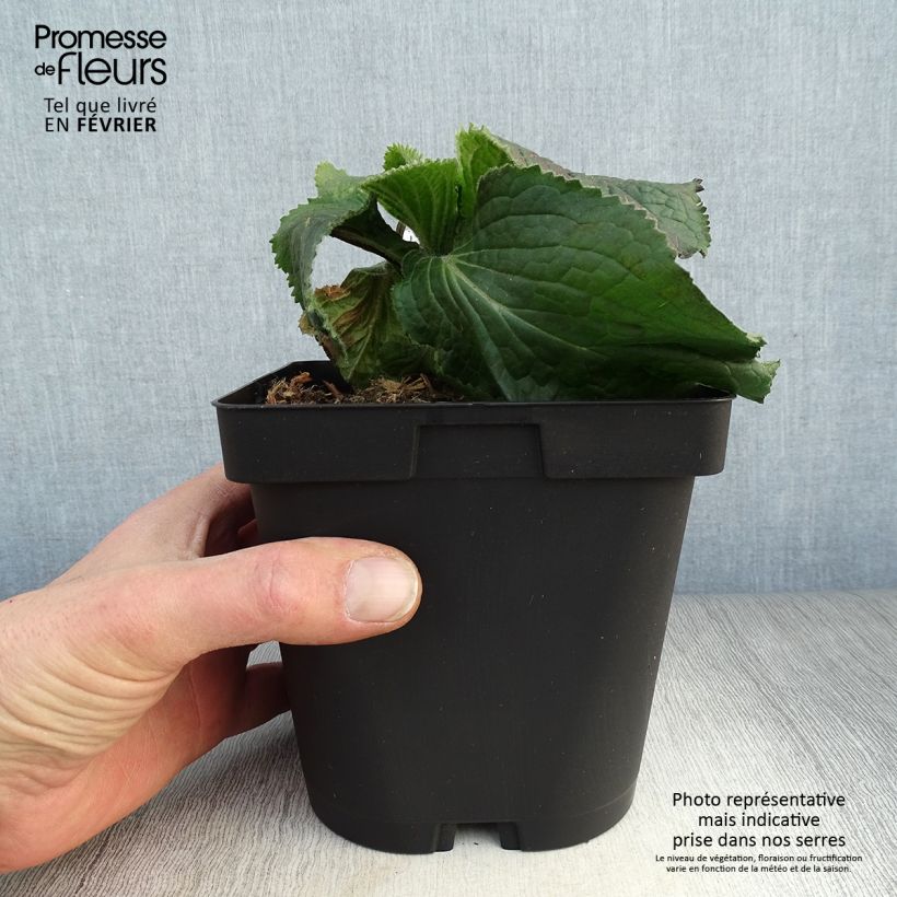 Exemplar von Digitalis mertonensis - Mehrjähriger Fingerhut Topf mit 2L/3L wie im Winter geliefert