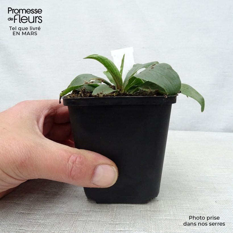 Exemplar von Digitalis parviflora - Kleinblütiger Fingerhut Kleine Töpfe von 8/9 cm wie im Frühjahr geliefert