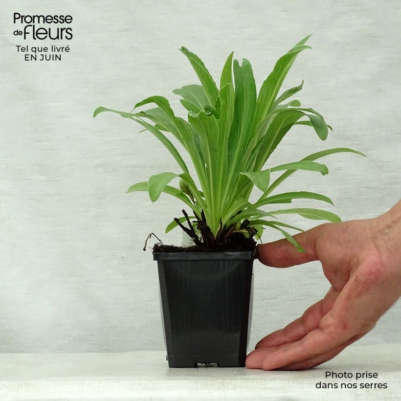 Example of Digitalis parviflora - Kleinblütiger Fingerhut Kleine Töpfe von 8/9 cm as you get in ete