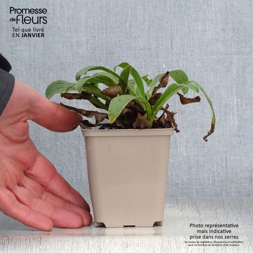 Exemplar von Digitalis parviflora - Kleinblütiger Fingerhut Kleine Töpfe von 8/9 cm wie im Winter geliefert