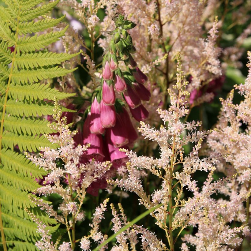 Fingerhut Monstrosa - Digitalis purpurea (Plant habit)