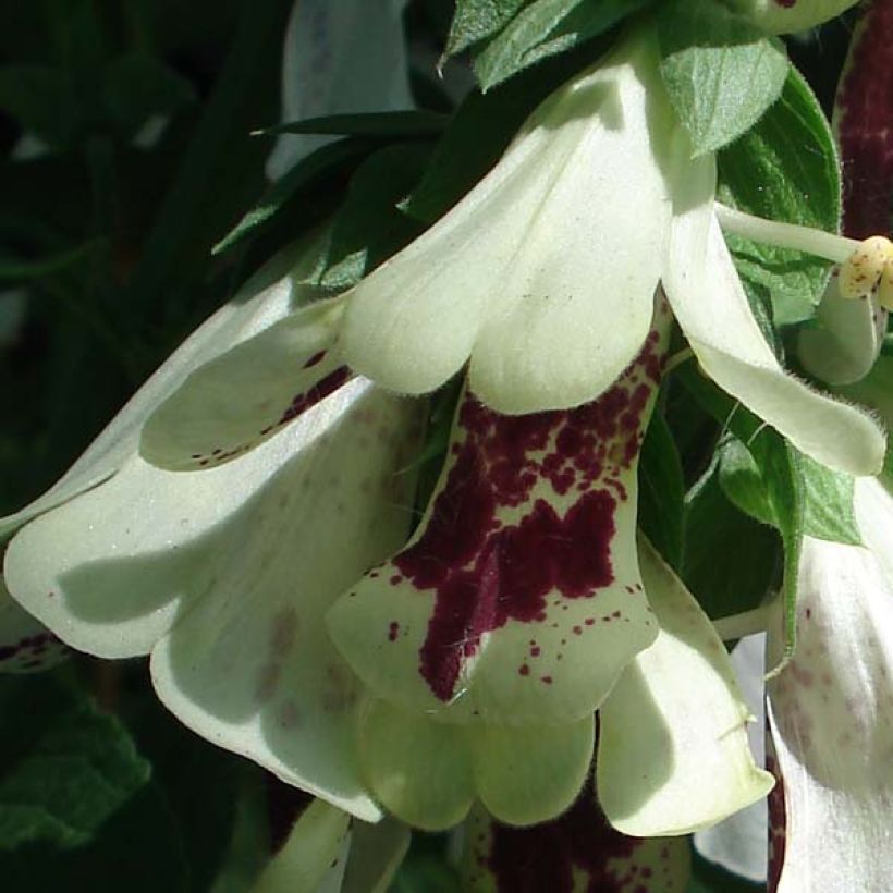 Fingerhut Pam's Split - Digitalis purpurea (Flowering)