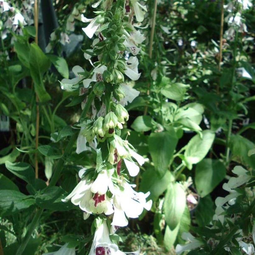 Fingerhut Pam's Split - Digitalis purpurea (Plant habit)