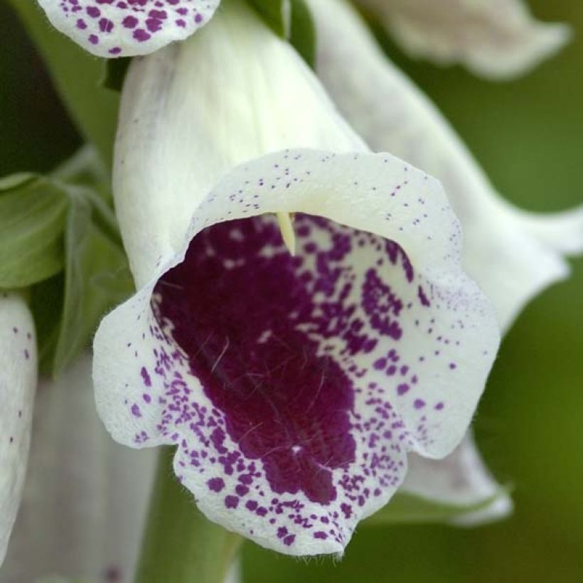 Fingerhut Pam s Choice - Digitalis purpurea (Flowering)