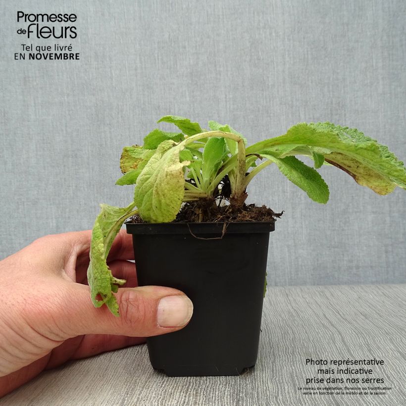Example of Fingerhut Suttons Apricot - Digitalis purpurea Kleine Töpfe von 7/8 cm as you get in automne