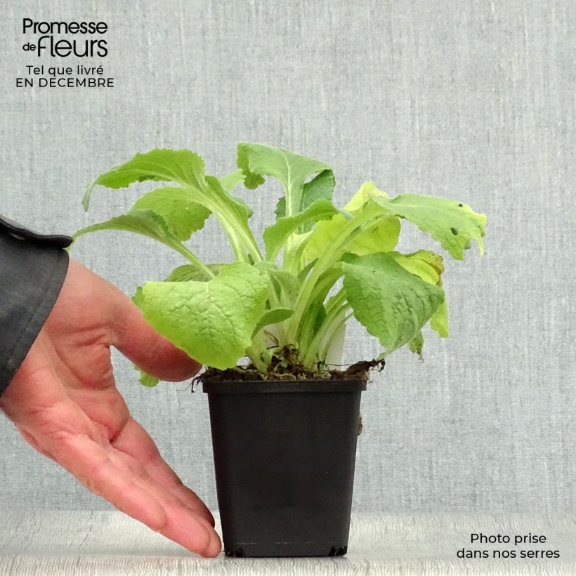 Exemplar von Fingerhut Suttons Apricot - Digitalis purpurea Kleine Töpfe von 7/8 cm wie im Winter geliefert