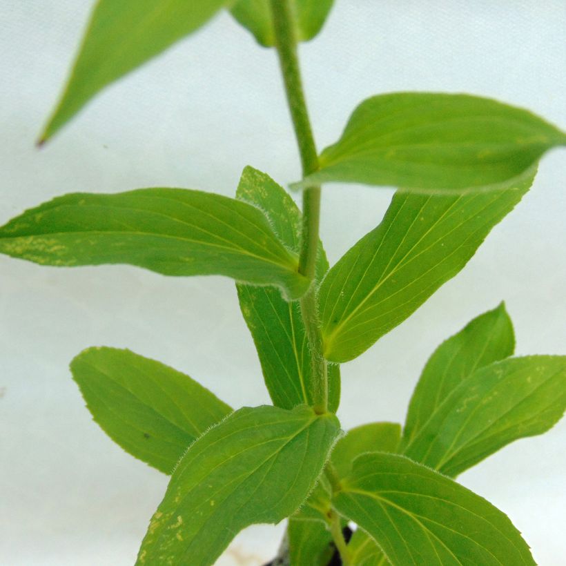 Digitalis grandiflora - Großblütiger Fingerhut (Foliage)