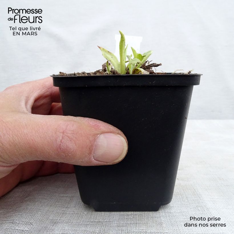 Exemplar von Digitalis grandiflora - Großblütiger Fingerhut Kleine Töpfe von 8/9 cm wie im Winter geliefert