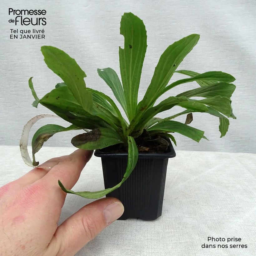 Exemplar von Digitalis ferruginea Gigantea - Rostfarbiger Fingerhut Kleine Töpfe von 8/9 cm wie im Winter geliefert