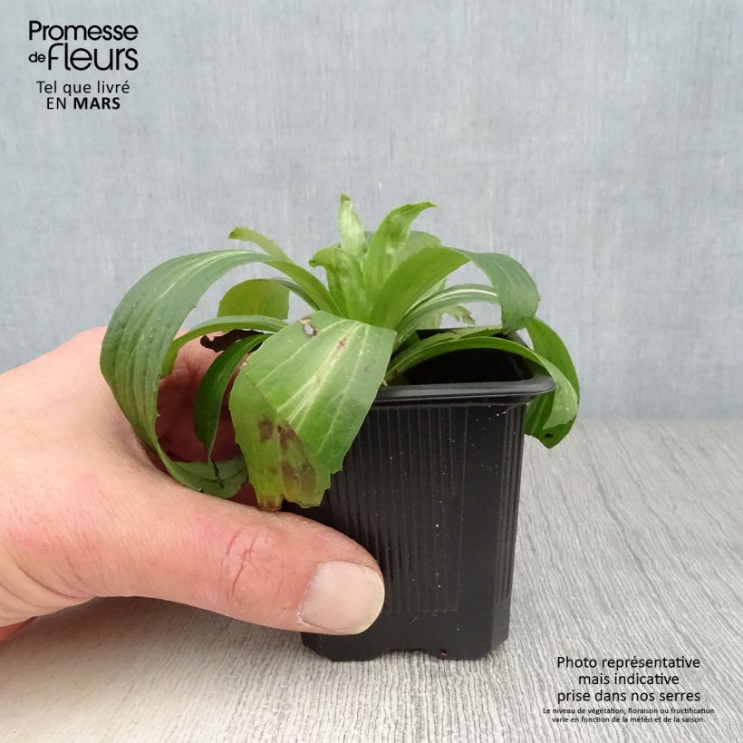 Exemplar von Digitalis ferruginea Gigantea - Rostfarbiger Fingerhut Kleine Töpfe von 8/9 cm wie im Frühjahr geliefert