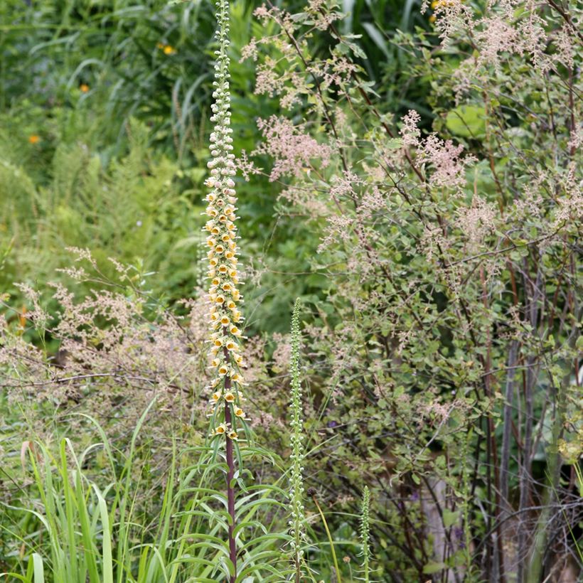 Digitalis ferruginea Gigantea - Rostfarbiger Fingerhut (Plant habit)