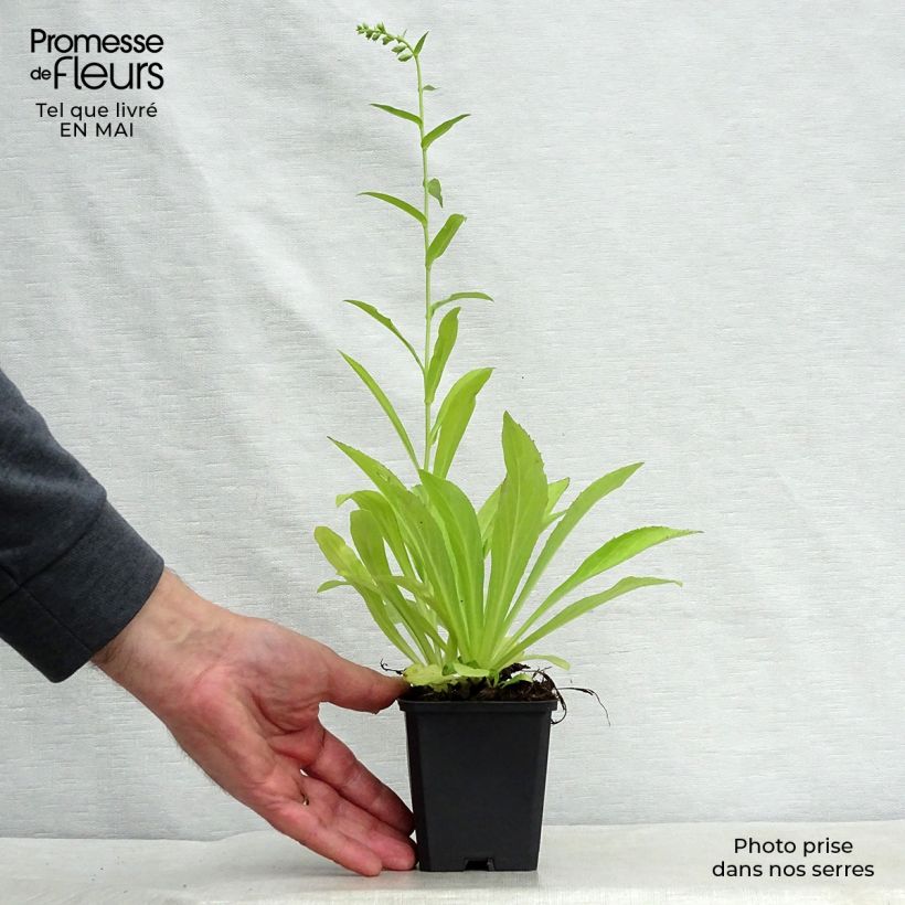 Exemplar von Digitalis lutea - Kleinblütiger Fingerhut Kleine Töpfe von 8/9 cm wie im Frühjahr geliefert