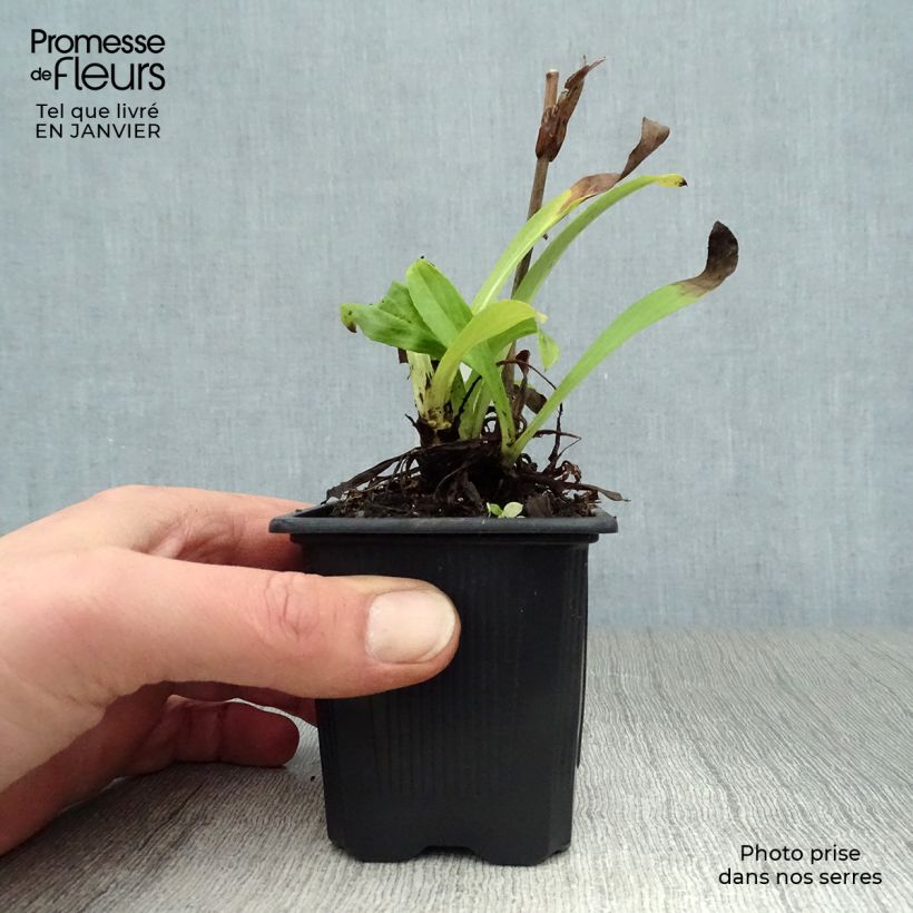 Exemplar von Digitalis lutea - Kleinblütiger Fingerhut Kleine Töpfe von 8/9 cm wie im Winter geliefert