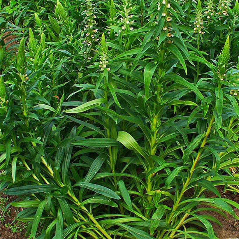 Digitalis lanata - Wolliger Fingerhut (Foliage)