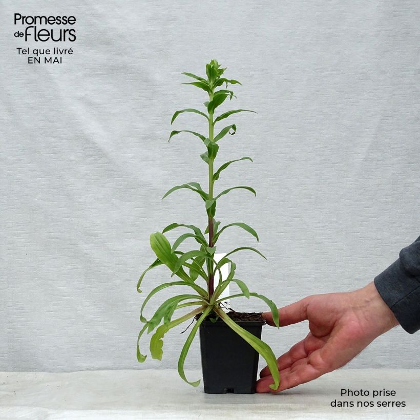 Exemplar von Digitalis lanata - Wolliger Fingerhut Kleine Töpfe von 8/9 cm wie im Frühjahr geliefert