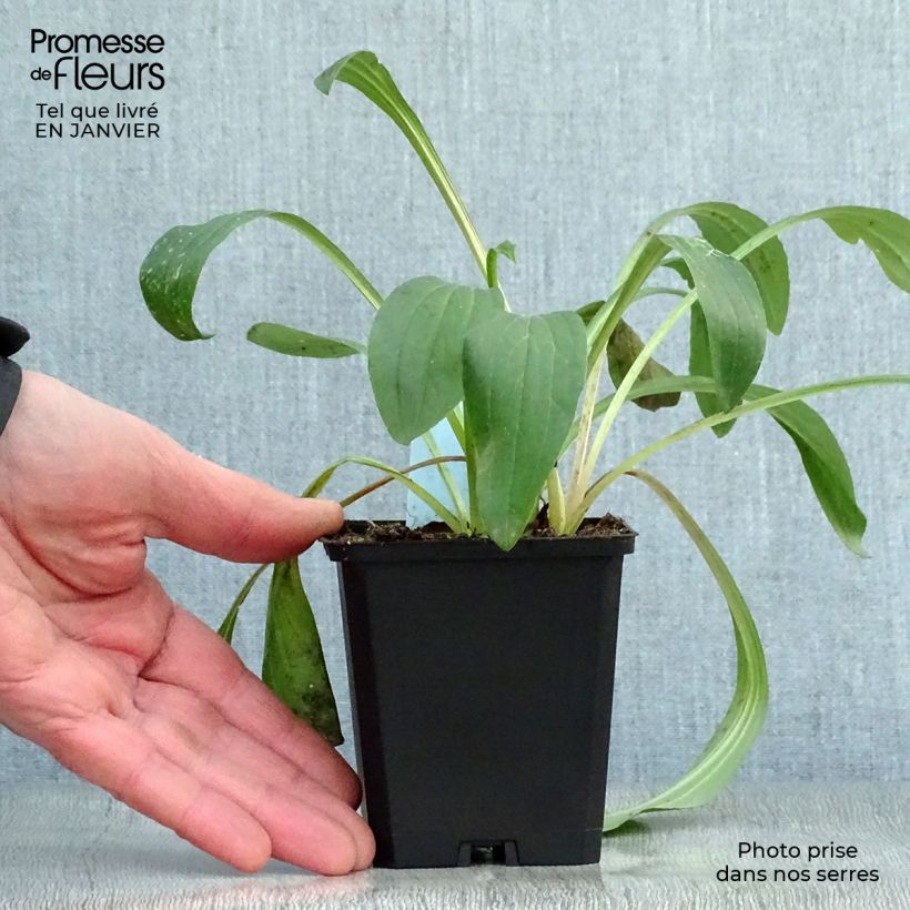 Exemplar von Digitalis lanata - Wolliger Fingerhut Kleine Töpfe von 8/9 cm wie im Winter geliefert