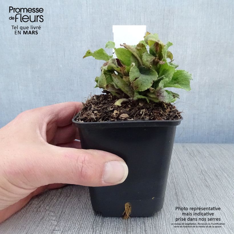 Exemplar von Digitalis mertonensis Summer King - Mehrjähriger Fingerhut Kleine Töpfe von 8/9 cm wie im Frühjahr geliefert