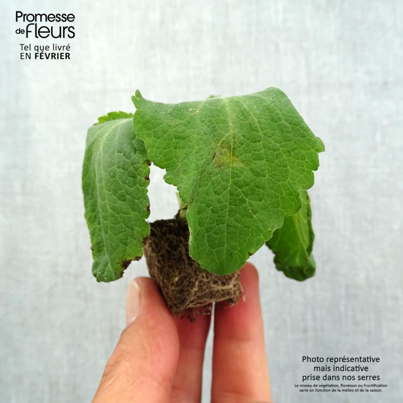 Example of Fingerhut Camelot Rose - Digitalis purpurea Mini-Plug Ø 1,5/2,5 cm as you get in automne