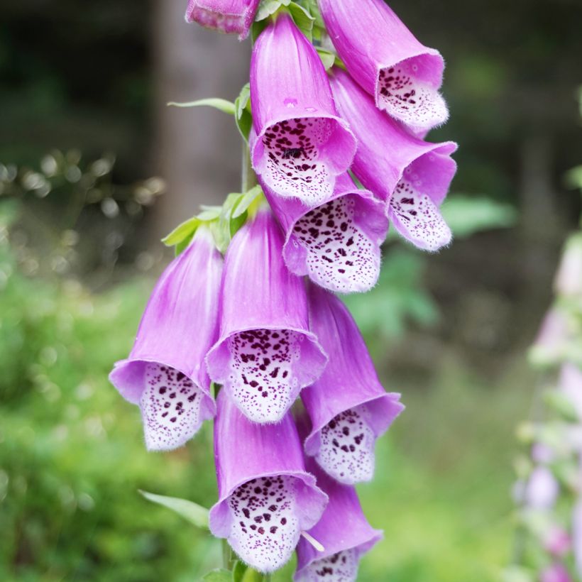 Roter Fingerhut - Digitalis purpurea (Flowering)